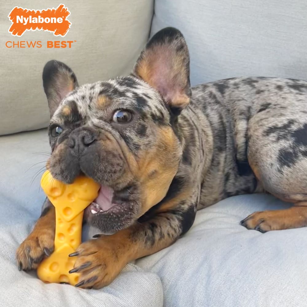 Nylabone Power Chew Cheese Bone – für starke & extreme Kauer (M & L)