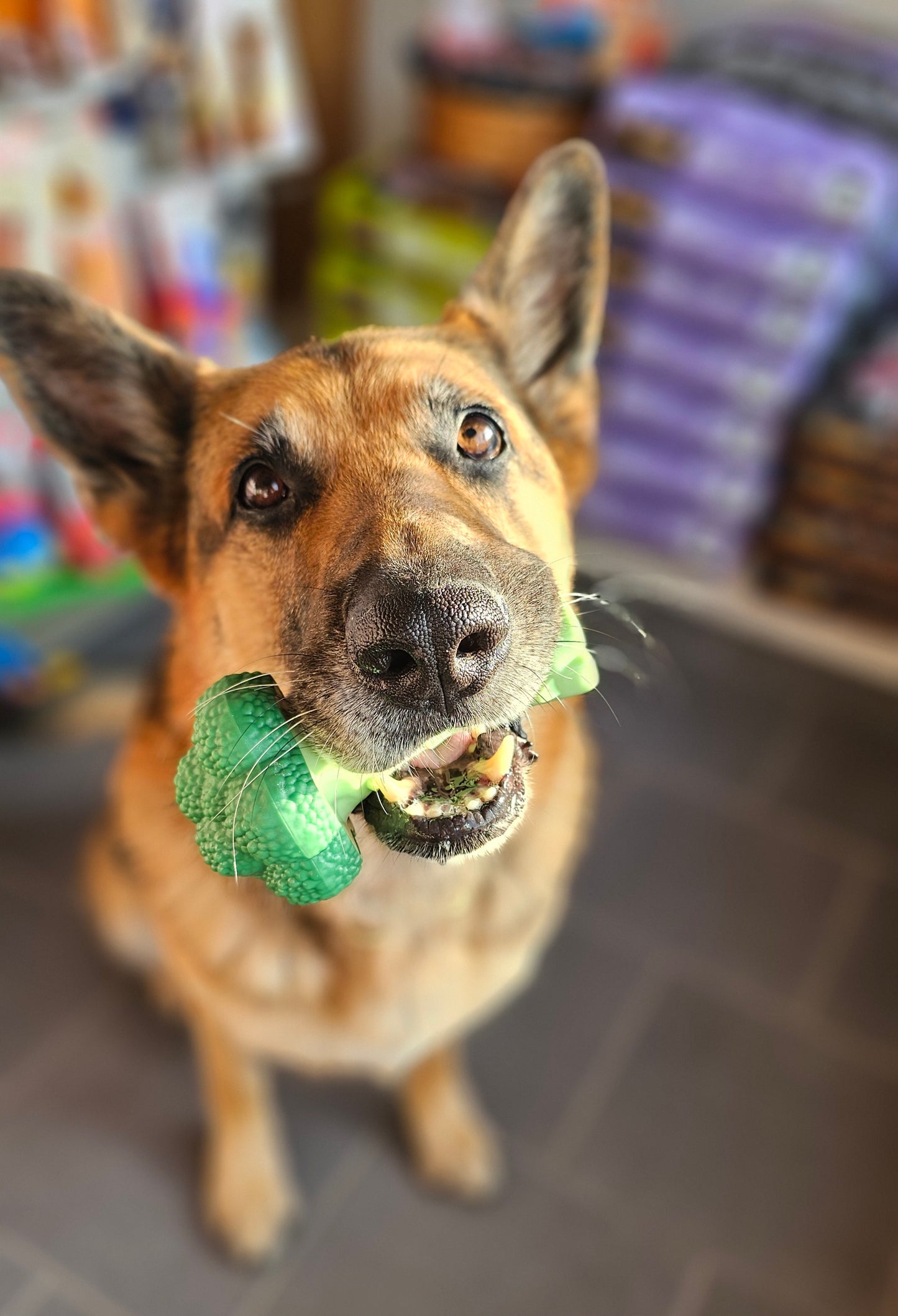 Nylabone Power Chew Broccoli – für starke & extreme Kauer L