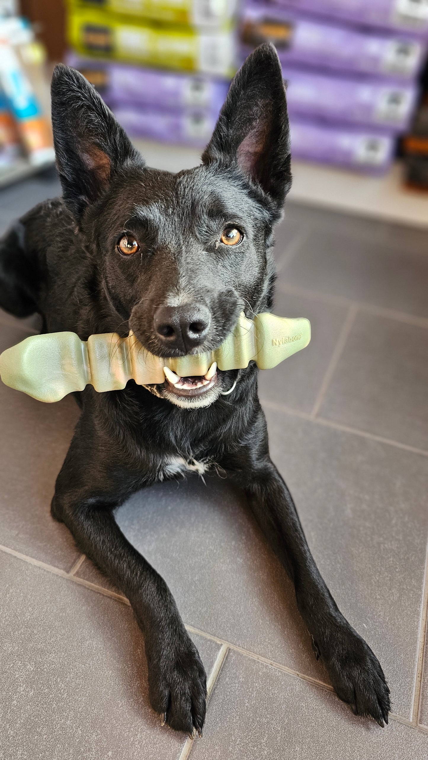 Nylabone Extreme Chew Gator Tail L