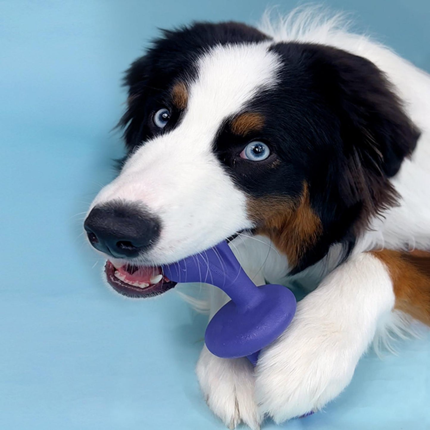 Nylabone Power Chew Rolling Chase N Chew – bewegliches Kauspielzeug für starke Kauer