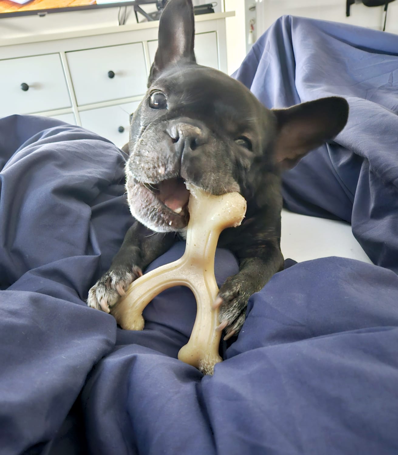 Nylabone Gourmet Style Strong Chew Wishbone Bacon ( S & L)