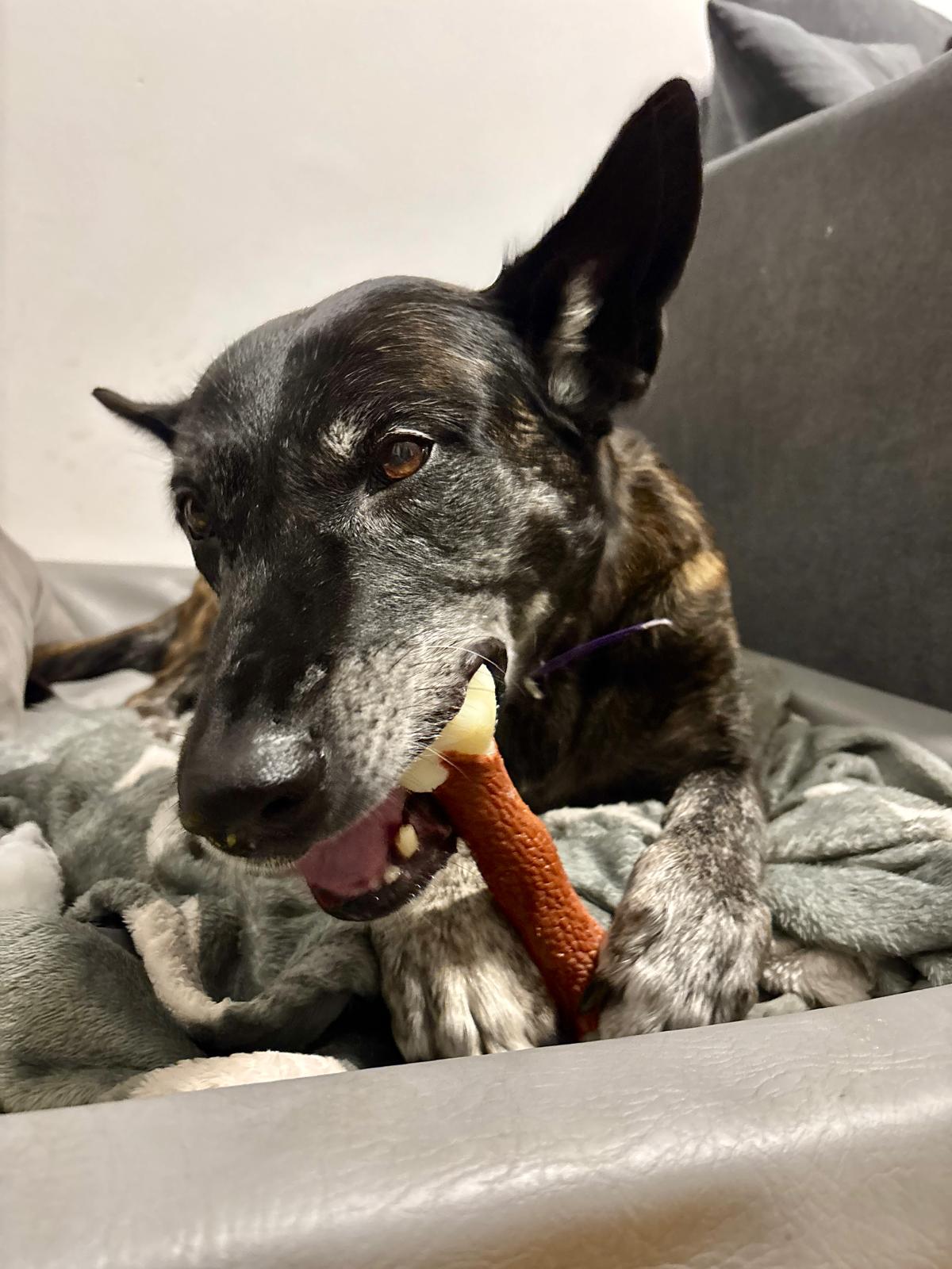 Nylabone Extreme Chew Femur Beef (M & XL)