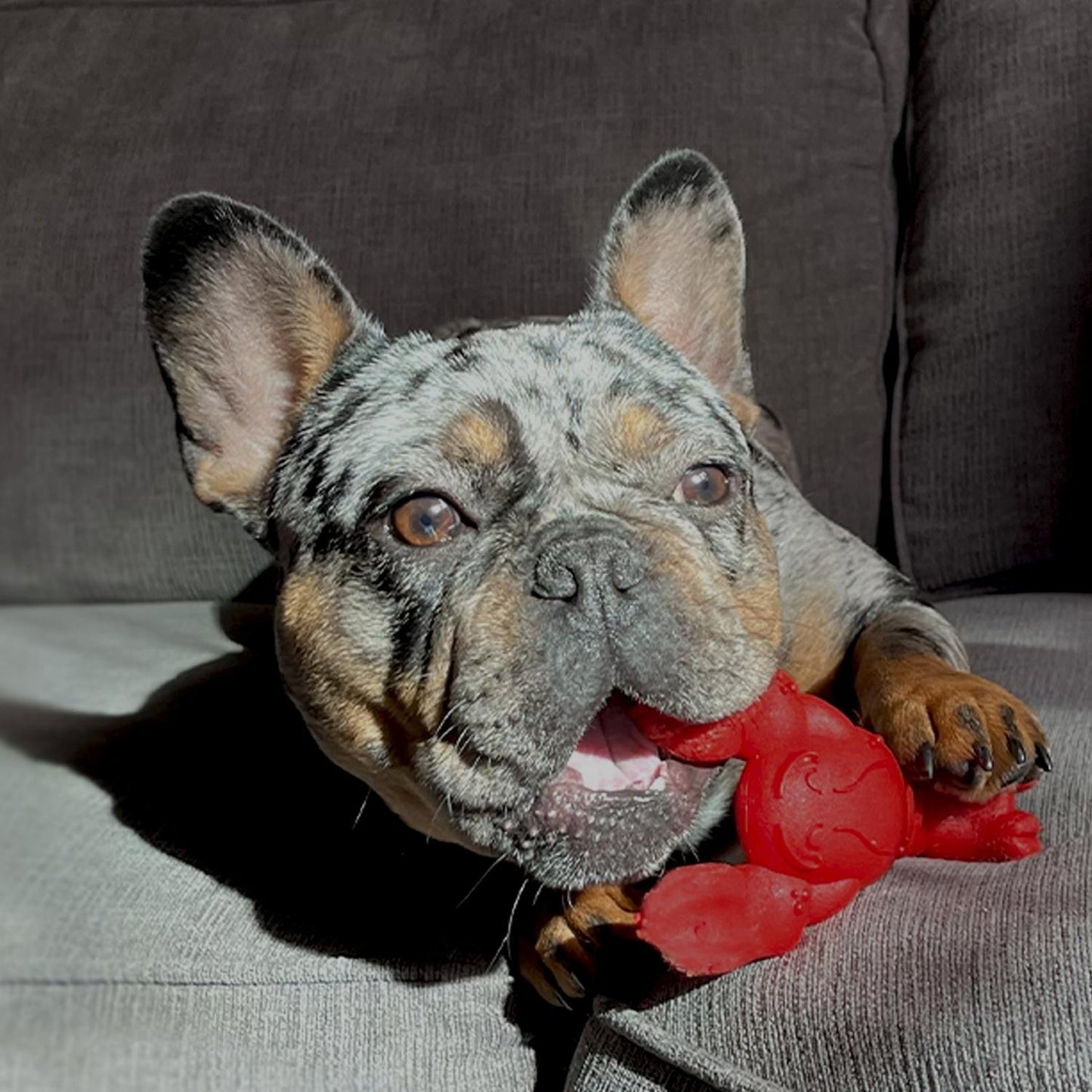 Nylabone Power Chew Lobster – für extreme Kauer (S & XL)
