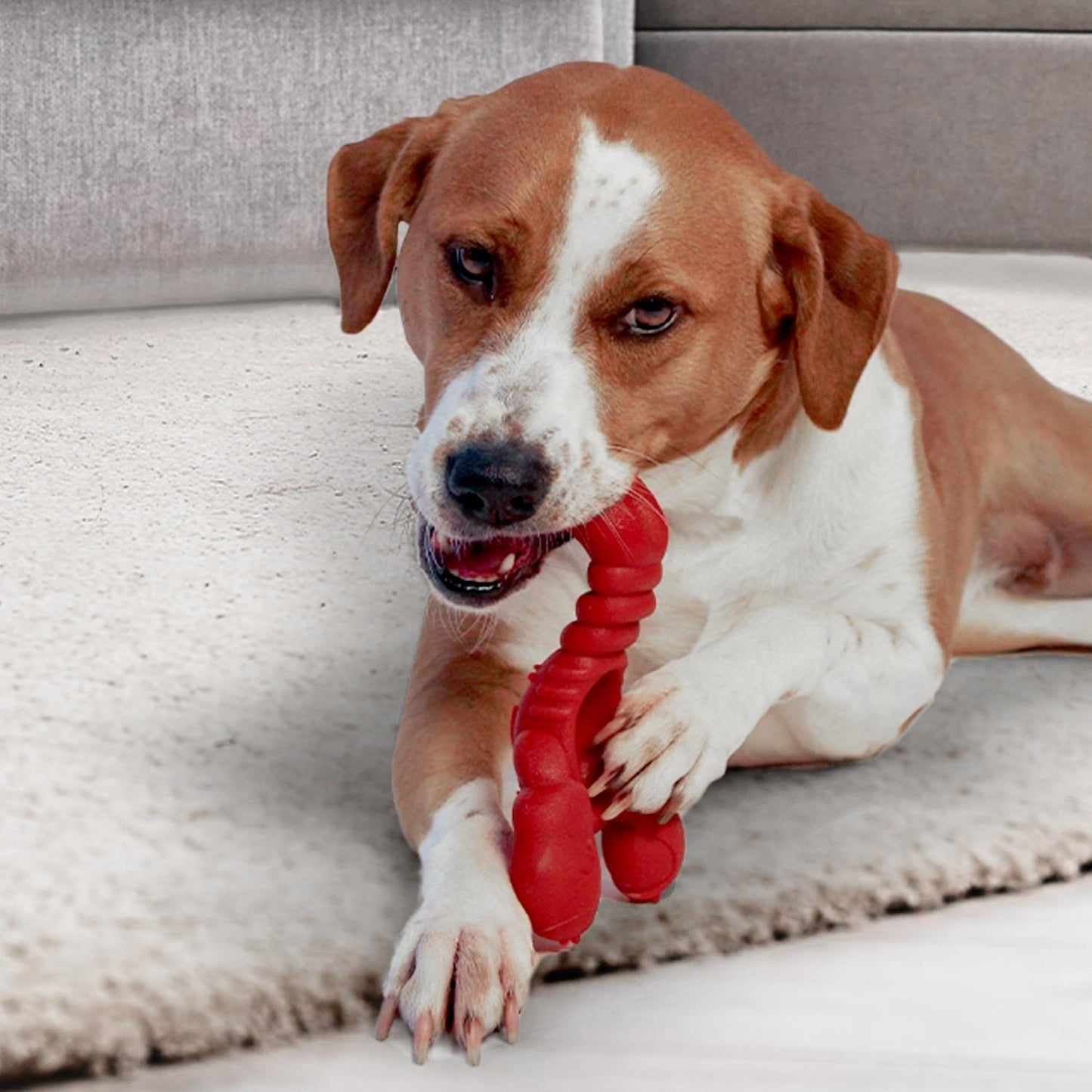 Nylabone Power Chew Lobster – für extreme Kauer (S & XL)