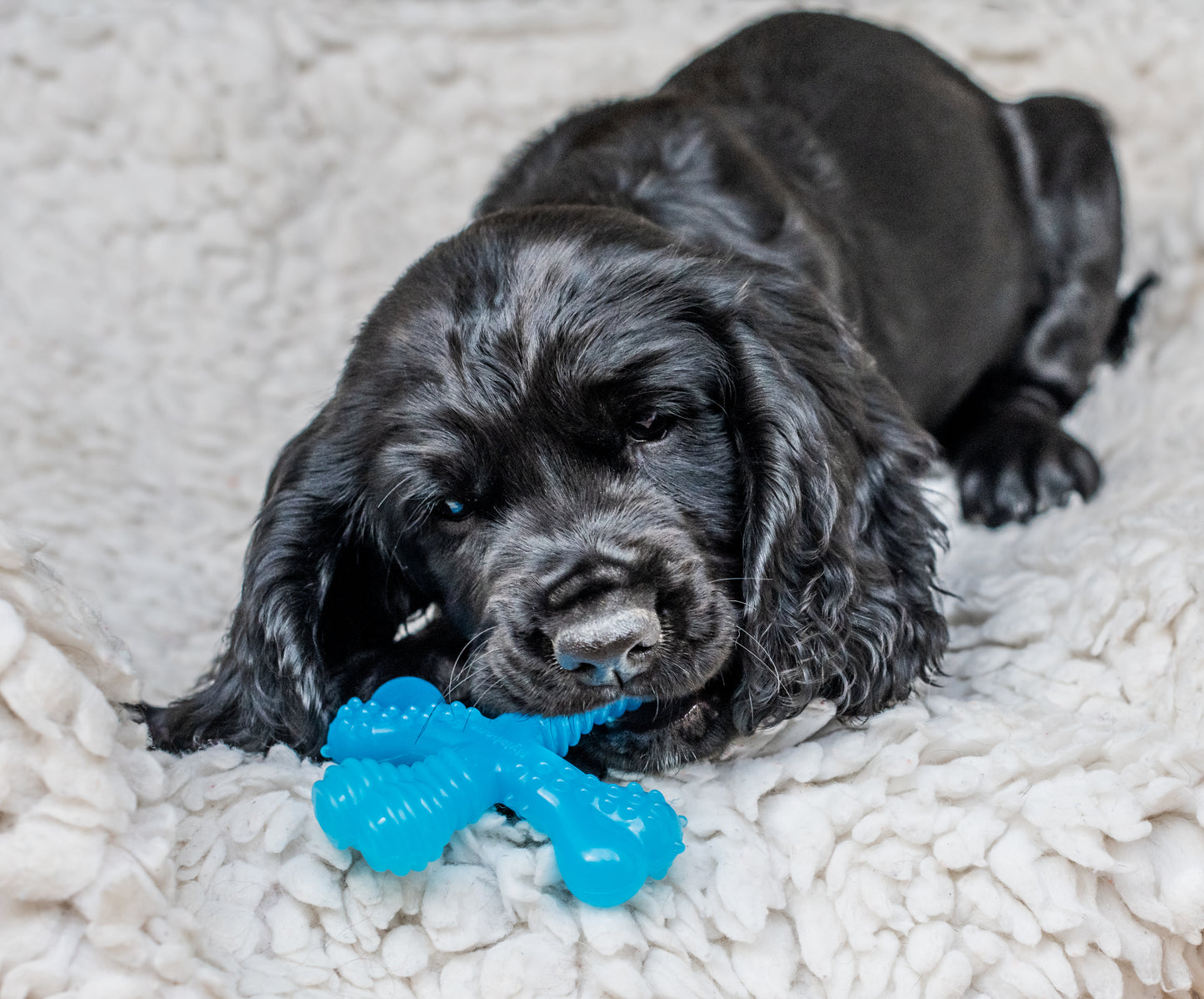 Nylabone Puppy X Bone – Kauspielzeug für Welpen im Zahnwechsel (Beef-Geschmack) XS