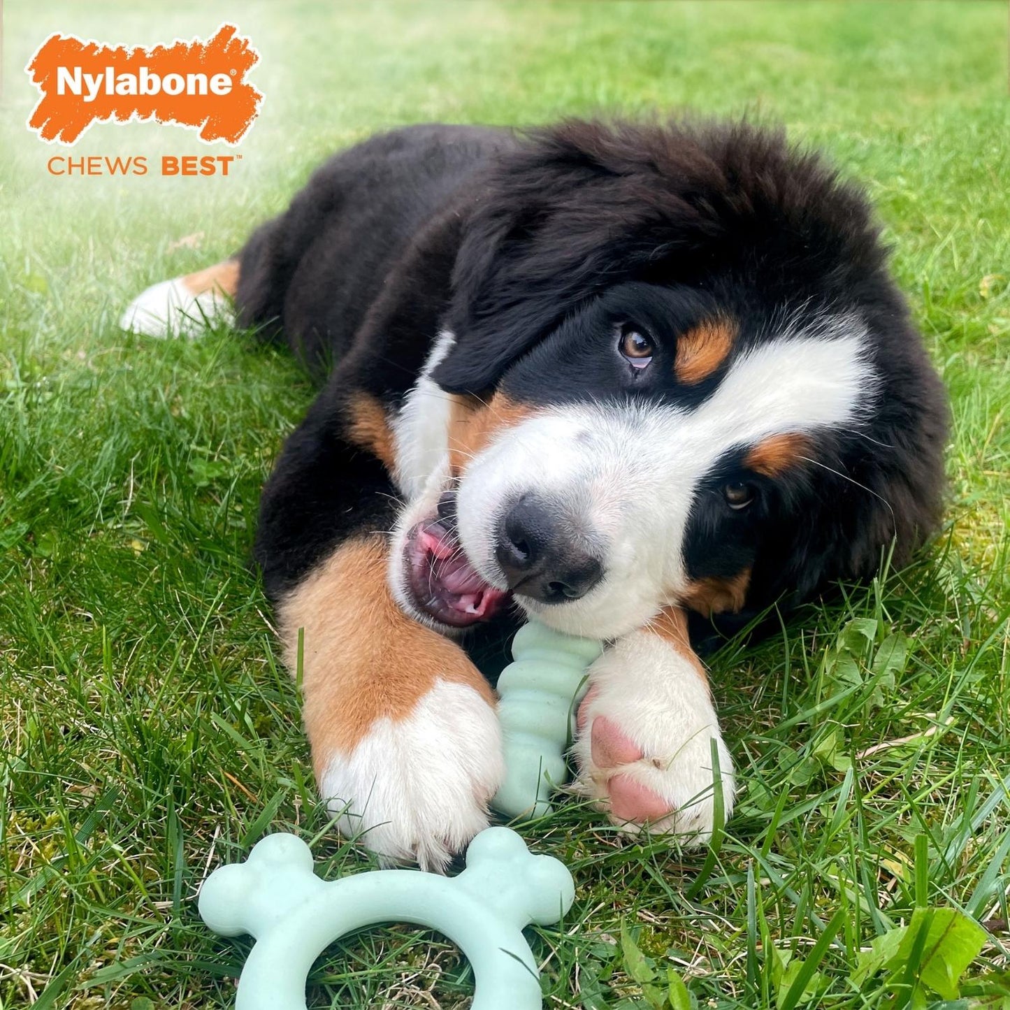 Nylabone Puppy Chew Tactile Stick