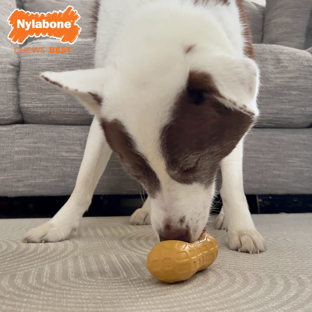 Nylabone Strong Chew Fillable Peanut – befüllbares Kauspielzeug für starke Kauer (M)