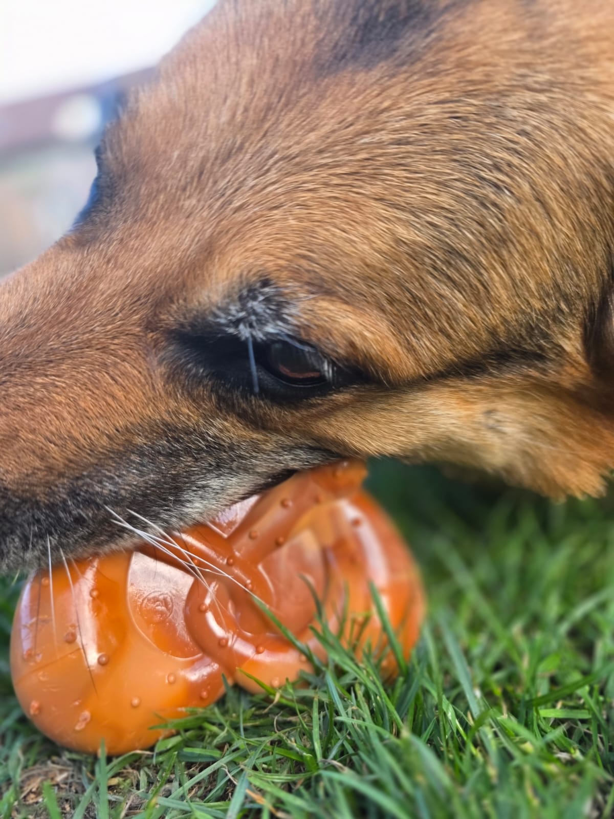 Nylabone Power Chew Pretzel (Brezel)