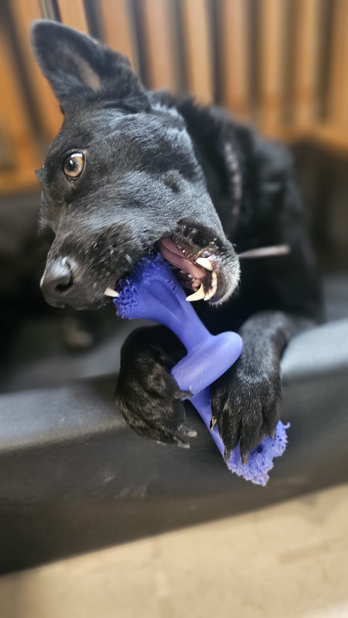Nylabone Power Chew Rolling Chase N Chew – bewegliches Kauspielzeug für starke Kauer