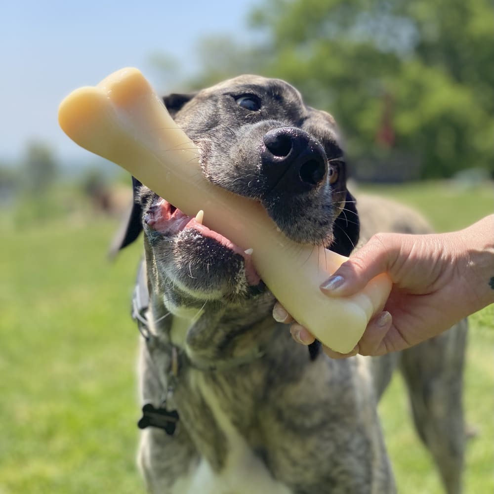 Nylabone Power Chew Monster Bone – für starke & extreme Kauer (XXL)