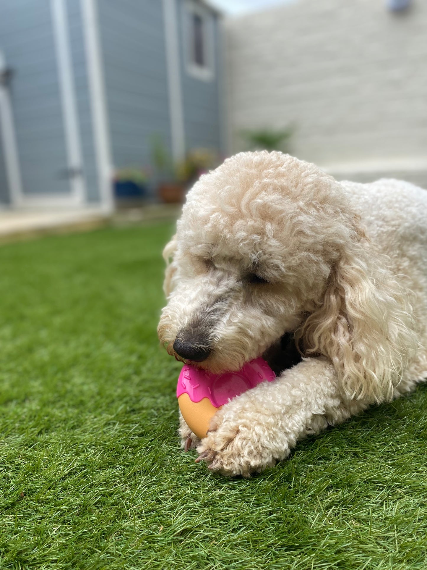 Nylabone Power Chew Donut – für starke & extreme Kauer (M & L)